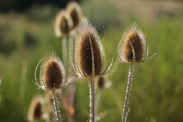 Unduh gratis gambar gratis tanaman duri tanaman bunga aura matahari untuk diedit dengan editor gambar online gratis GIMP