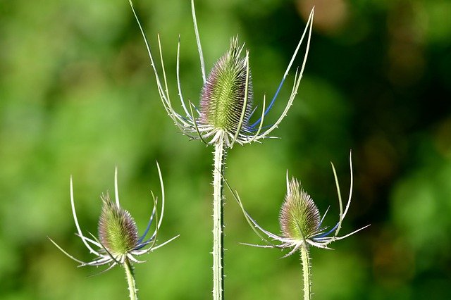 Free download Thistles Plant Spines -  free photo or picture to be edited with GIMP online image editor