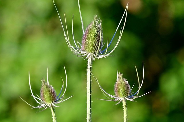 Téléchargement gratuit de Thistles Plant Spines - photo ou image gratuite à modifier avec l'éditeur d'images en ligne GIMP