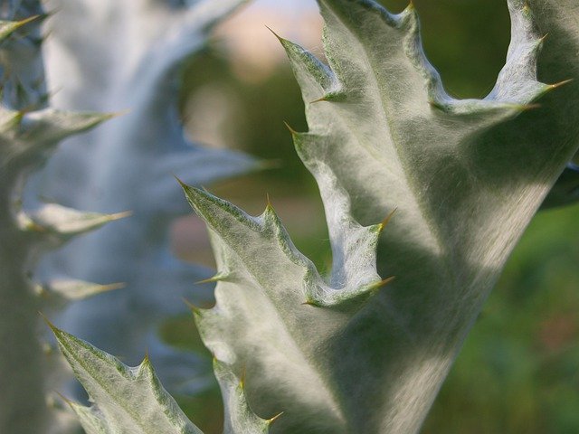 Free download Thistle Spur Nature -  free photo or picture to be edited with GIMP online image editor