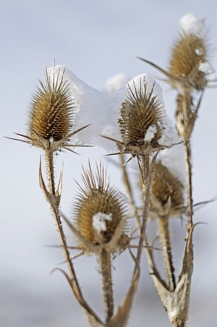 Free download Thistles Snow Winter -  free photo or picture to be edited with GIMP online image editor