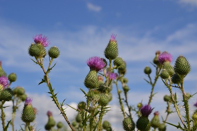 Free download Thistles Thistle Flower Blossom -  free photo or picture to be edited with GIMP online image editor