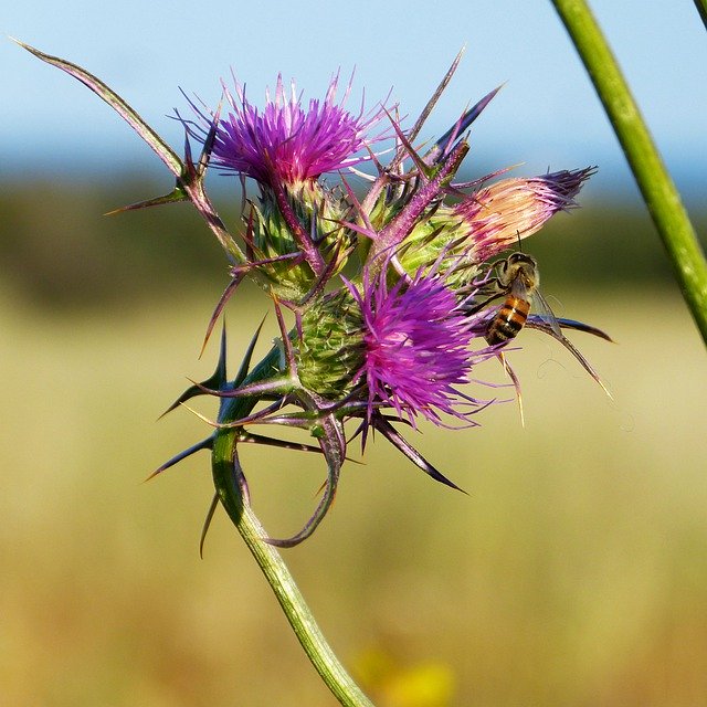 Free download Thistle Thorns Flower -  free photo or picture to be edited with GIMP online image editor