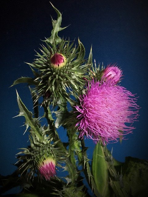 Free picture Thistle Thorns Pink Flower -  to be edited by GIMP free image editor by OffiDocs