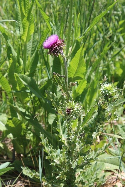 Free picture Thistle Weed Plant -  to be edited by GIMP free image editor by OffiDocs