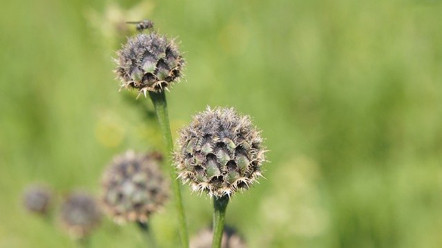 Free download Thistle Wildflowers Flower -  free photo or picture to be edited with GIMP online image editor