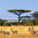 Thomson’s Gazelle: The Swift Runner of the Grasslands  screen for extension Chrome web store in OffiDocs Chromium