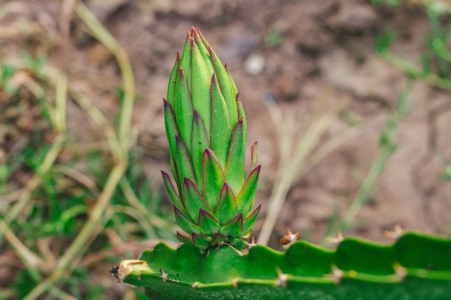 Безкоштовно завантажте Thorns Dragon Fruit — безкоштовну фотографію чи зображення для редагування за допомогою онлайн-редактора зображень GIMP