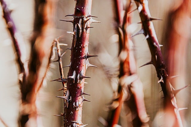Free download thorns plant prickles sharp nature free picture to be edited with GIMP free online image editor