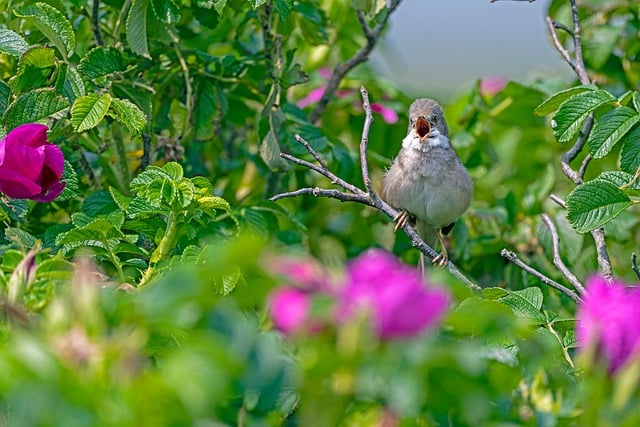 Free download thorn warbler bird songbird nature free picture to be edited with GIMP free online image editor