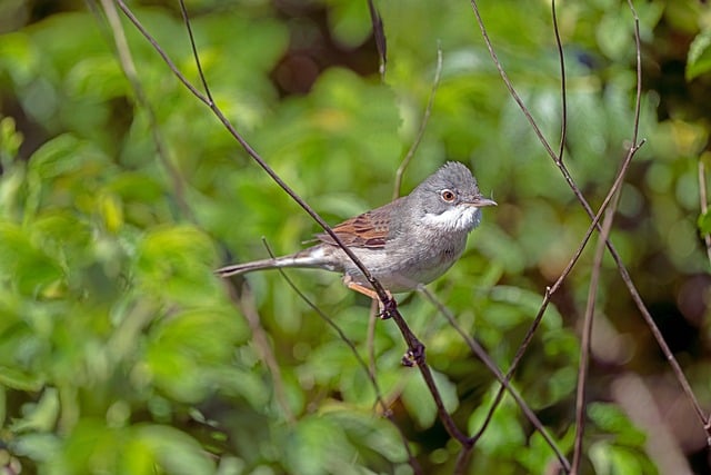 Free download thorn warbler bird watching free picture to be edited with GIMP free online image editor