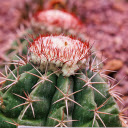 Thorny cactus and flower sprouts  screen for extension Chrome web store in OffiDocs Chromium