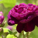Thorny Rose  screen for extension Chrome web store in OffiDocs Chromium