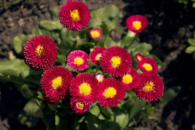 Gratis download Duizenden knappe bloemen roze - gratis foto of afbeelding om te bewerken met de online GIMP-afbeeldingseditor