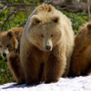 Three Bears: A Family of Strength and Survival  screen for extension Chrome web store in OffiDocs Chromium