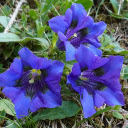 Three blue flowers  screen for extension Chrome web store in OffiDocs Chromium