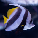 Three colored fish  screen for extension Chrome web store in OffiDocs Chromium