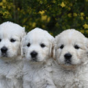 Three cute white dogs  screen for extension Chrome web store in OffiDocs Chromium