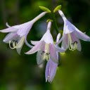 Three lilies  screen for extension Chrome web store in OffiDocs Chromium