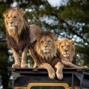 Three lions  screen for extension Chrome web store in OffiDocs Chromium