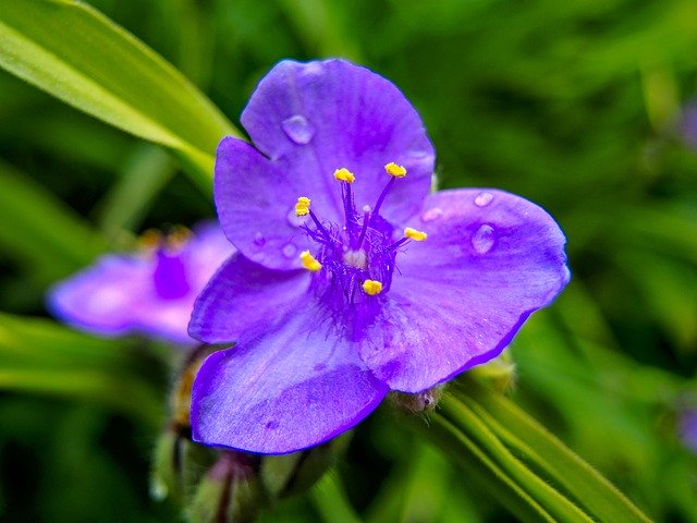 Free download Three Master Flower Blue -  free photo or picture to be edited with GIMP online image editor