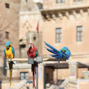 Three parrots  screen for extension Chrome web store in OffiDocs Chromium Three parrots  screen for extension Chrome web store in OffiDocs Chromium