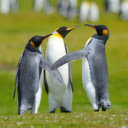 Three Penguins: A Trio of Playful Ice Explorers  screen for extension Chrome web store in OffiDocs Chromium