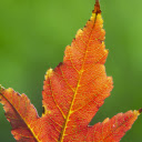 Three pointed leaf  screen for extension Chrome web store in OffiDocs Chromium