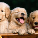 Three Puppies: A Trio of Cuteness and Joy  screen for extension Chrome web store in OffiDocs Chromium