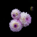 Three purple and white flowers  screen for extension Chrome web store in OffiDocs Chromium