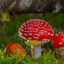 three red mushrooms  screen for extension Chrome web store in OffiDocs Chromium