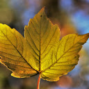 Three sided leaf  screen for extension Chrome web store in OffiDocs Chromium