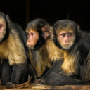 Three two colored monkeys  screen for extension Chrome web store in OffiDocs Chromium