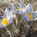 Three White Flowers  screen for extension Chrome web store in OffiDocs Chromium