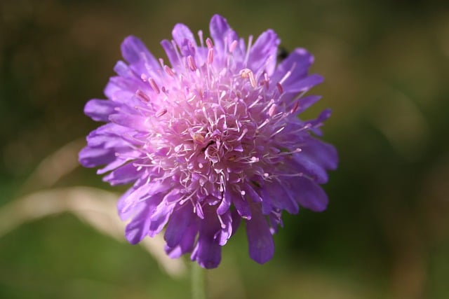 Free download thrift flower macro nature blossom free picture to be edited with GIMP free online image editor