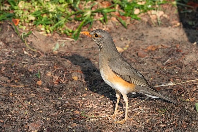 Free download throttle bird nature wildlife free picture to be edited with GIMP free online image editor
