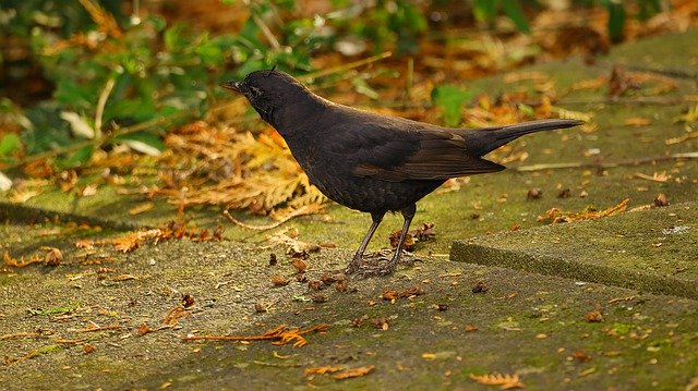 تنزيل Throttle Blackbird Bird مجانًا - صورة أو صورة مجانية ليتم تحريرها باستخدام محرر الصور عبر الإنترنت GIMP