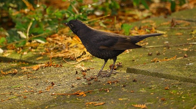 Kostenloser Download Throttle Blackbird Bird - kostenloses Foto oder Bild zur Bearbeitung mit GIMP Online-Bildbearbeitung