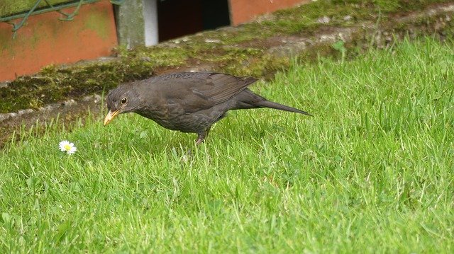 Téléchargement gratuit Throttle Rush Bird - photo ou image gratuite à éditer avec l'éditeur d'images en ligne GIMP