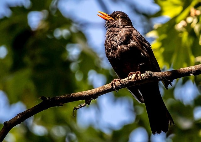Free download thrush black thrush he sings nature free picture to be edited with GIMP free online image editor