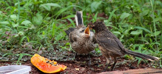 Free download Thrush Feeding The Puppy -  free photo or picture to be edited with GIMP online image editor