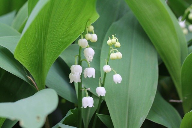Free download Thrush Flowers Spring Bulbs -  free photo or picture to be edited with GIMP online image editor