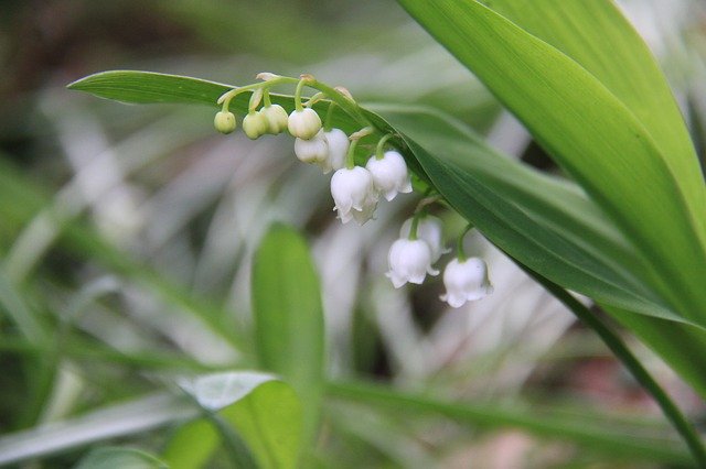 Thrush May Strand 무료 다운로드 - 무료 사진 또는 GIMP 온라인 이미지 편집기로 편집할 사진