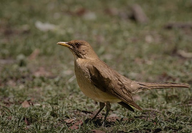 Free download thrush peak plumage free picture to be edited with GIMP free online image editor