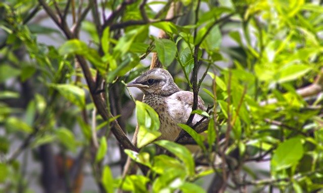 הורדה חינם של Thrush Puppy Bird - תמונה או תמונה בחינם לעריכה עם עורך התמונות המקוון GIMP