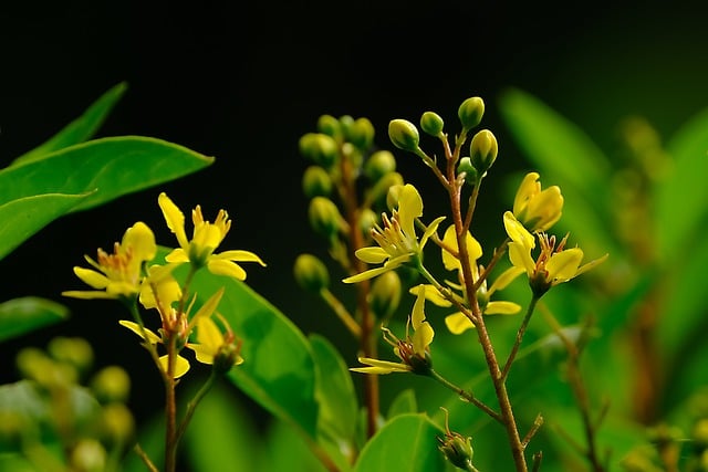 Free download thryalis golden shower flower buds free picture to be edited with GIMP free online image editor