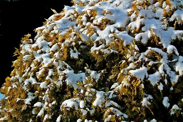 Free download Thuja Golden Bush -  free photo or picture to be edited with GIMP online image editor