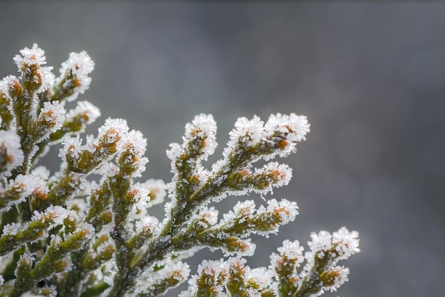 Free download thuja plant foliage frost brina free picture to be edited with GIMP free online image editor
