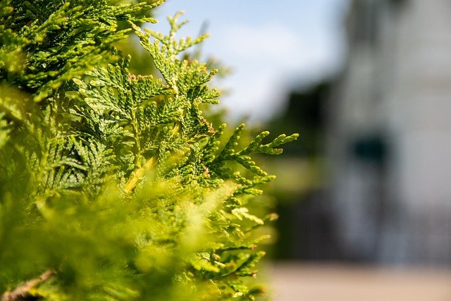 Unduh gratis thuja tree nature close up gambar gratis untuk diedit dengan editor gambar online gratis GIMP