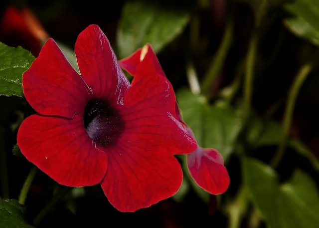 Descarga gratuita Thunbergia Flower Blossom: foto o imagen gratuita para editar con el editor de imágenes en línea GIMP